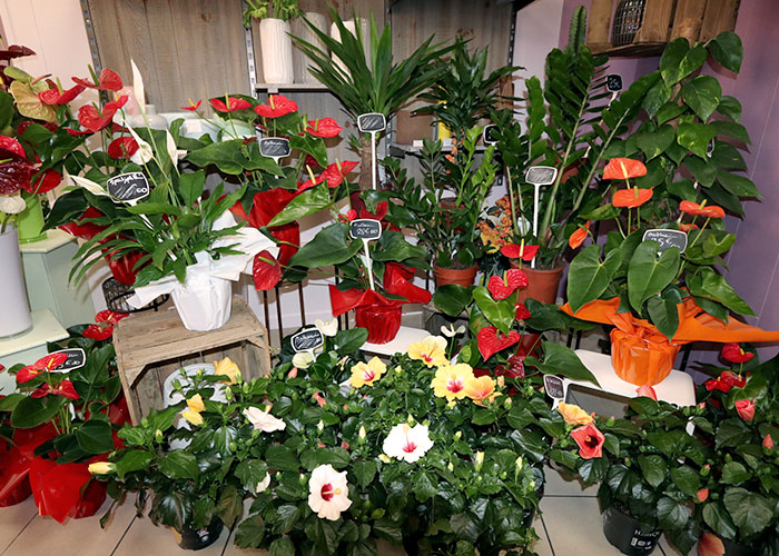 Fleuriste, Specialités florales, Cavalaire-sur-mer