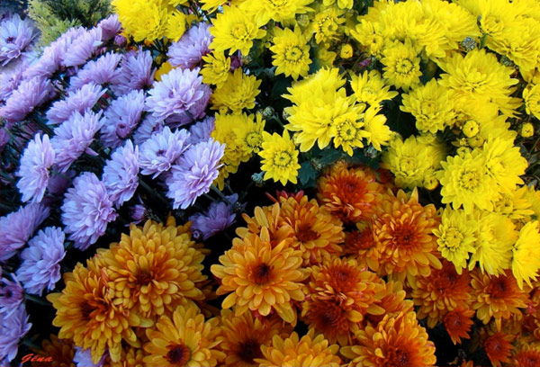 FLEURISTE - Spécialités florales - Nettoyage de tombe